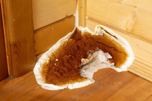 Traces de merule dans la maison.